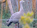 Cape Barren Goose